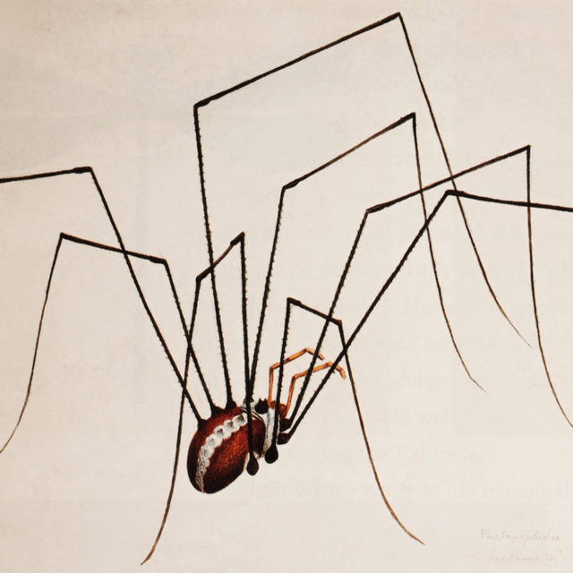 Libellen und Spinnen, 1940